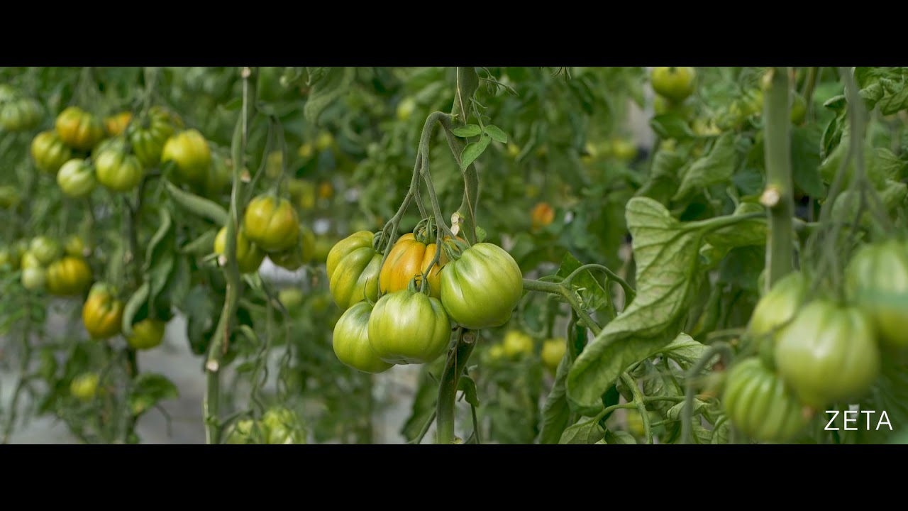 ZETA - Cuore di bue TSI ITALIA