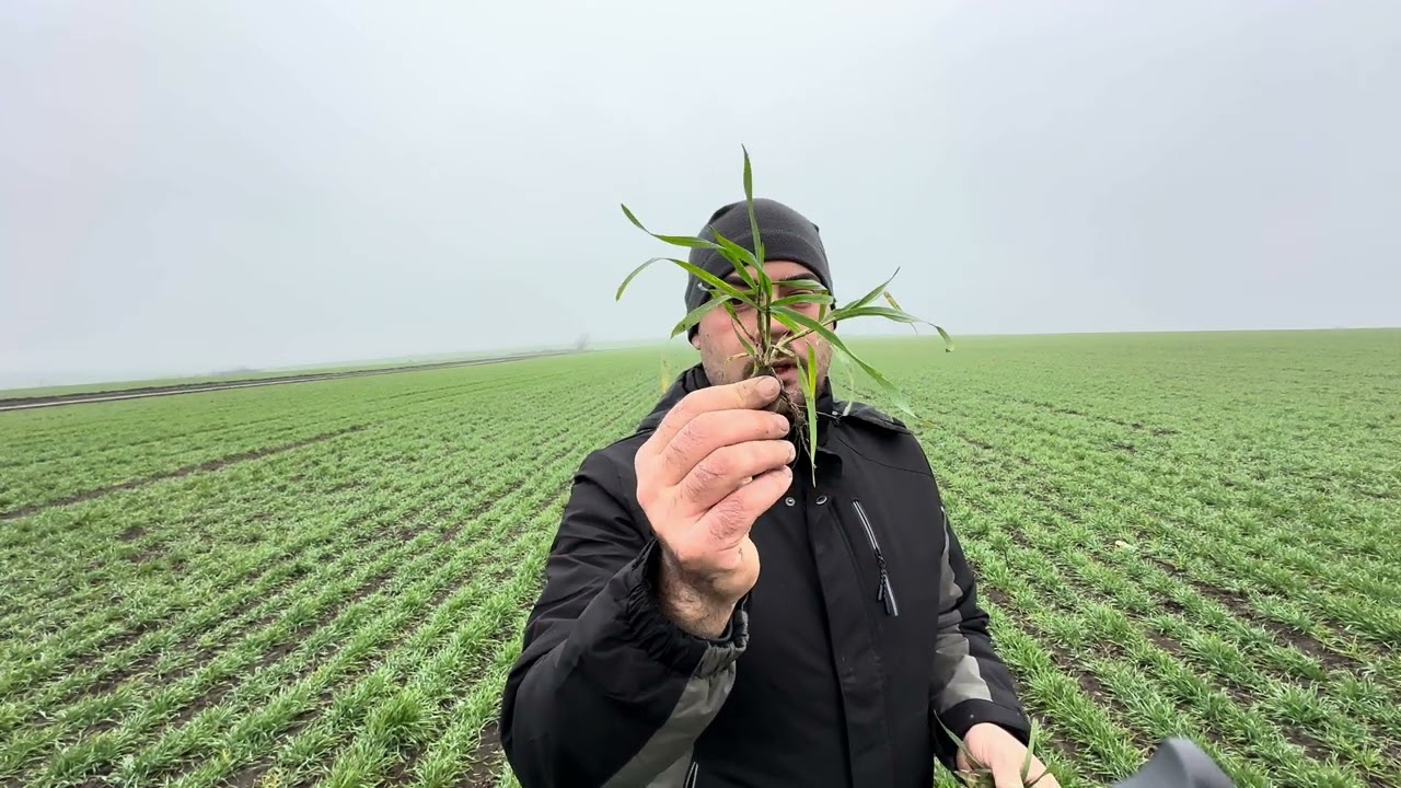 Cum să îți crești producția de grâu ? 