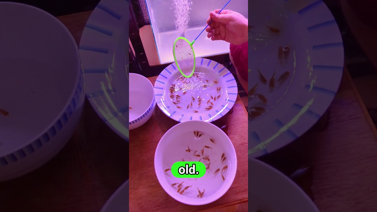 Ryukin Goldfish first cull at 14 days old 