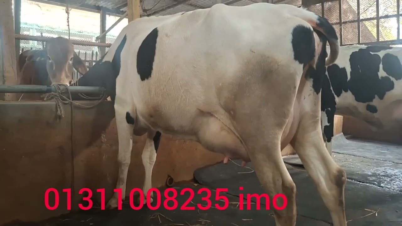 মোস্তফা ডেইরি ফারম থেকে ২৮ লিটার দুধের গাভী ক্রয় করুন 