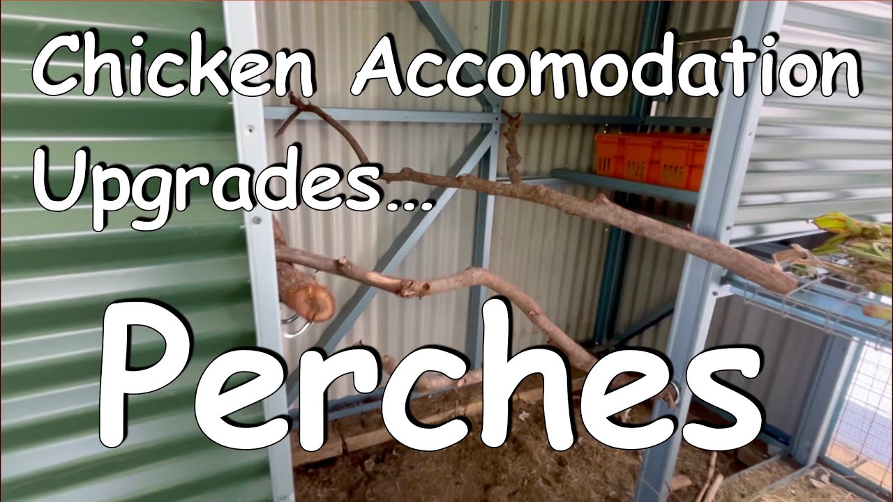 Chicken Accomodations update