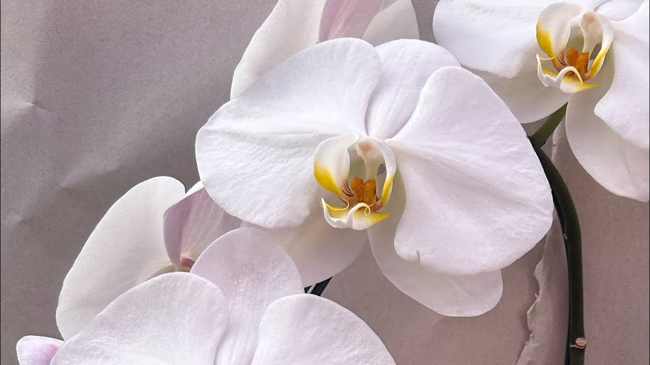 Lindas de maravilhosas - Cascatas Orquidário Fogaça- 11992610018