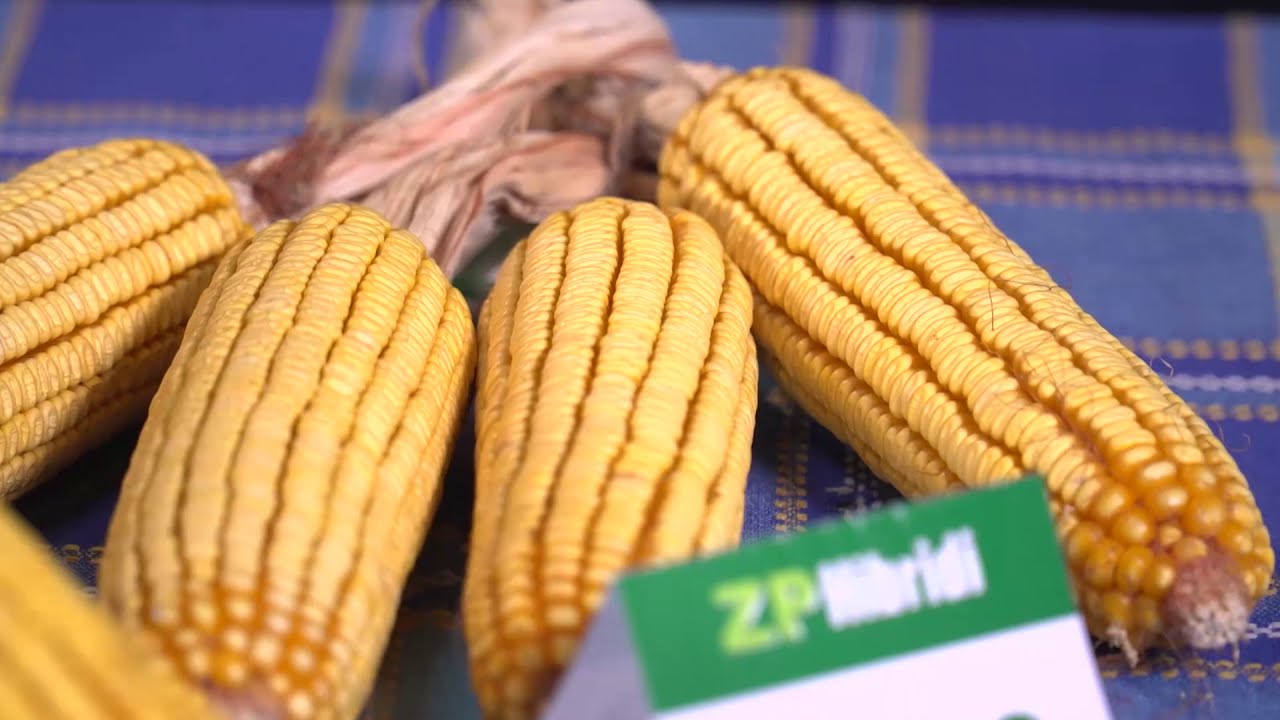 Gostovanje dr Živote Jovanovića u emisiji 