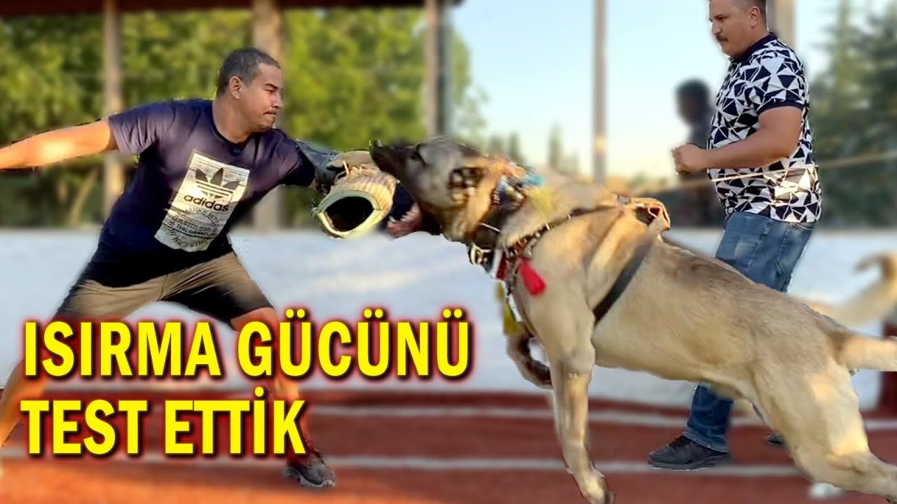 KOLUMU KIRIYORDU ! DÜNYANIN EN GÜÇLÜ ISIRAN KÖPEKLERİ | KÖPEK MEZARLIĞI VE KÖPEK OTELİ | ÇENE GÜCÜ