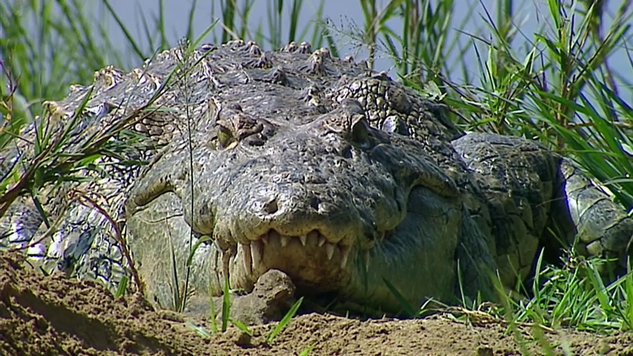 Конфликты в реке