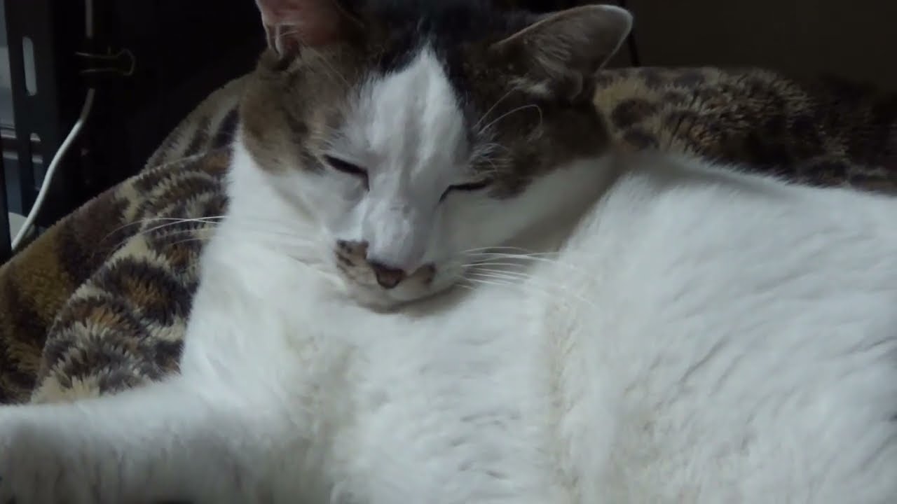 寒がる猫の為にある物を導入した結果