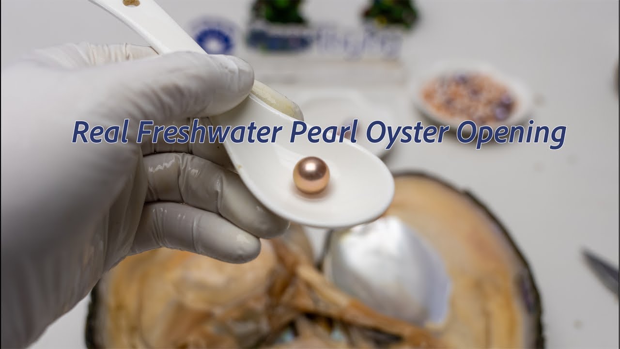ASMR Fresh Water Pearls Clam Opening to Find a Pearl, from Oysters Harvesting Original Pearl