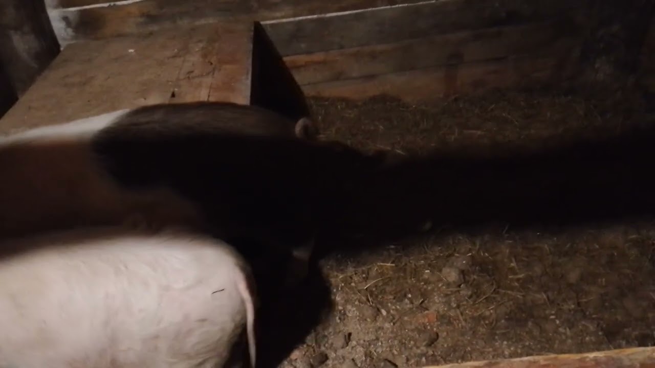 Рассказ как прошёл, наш день! 