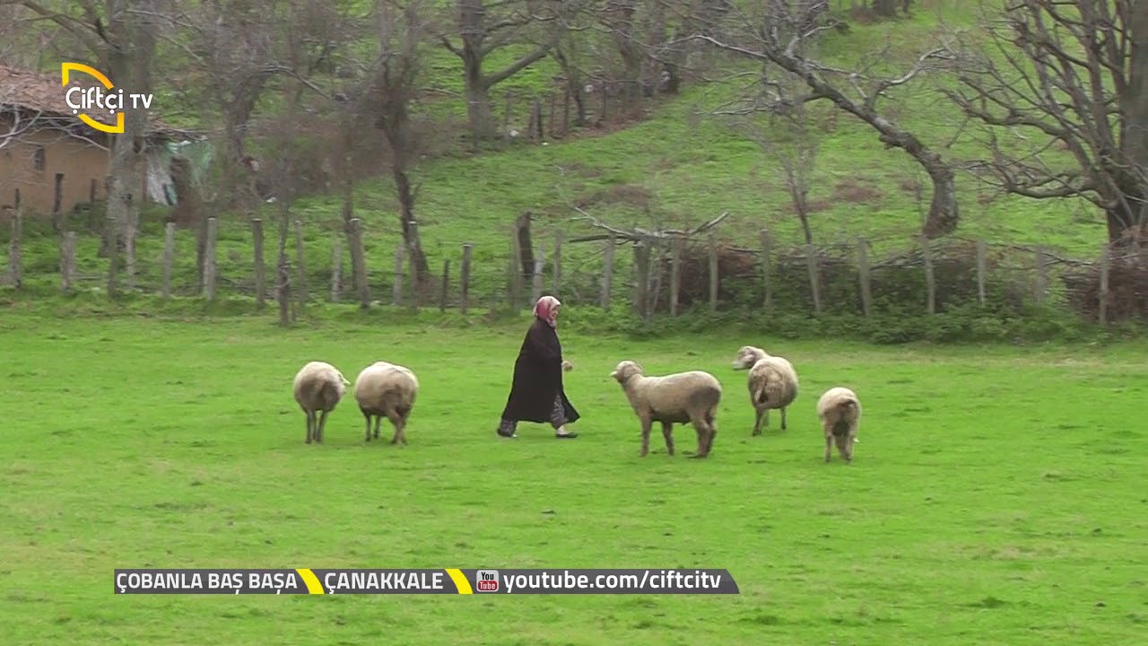 Yenice Taban Köyünde Çobanımız 'La  Küçükbaş Hayvan Üzerine  Sohbetler - Çanakkale