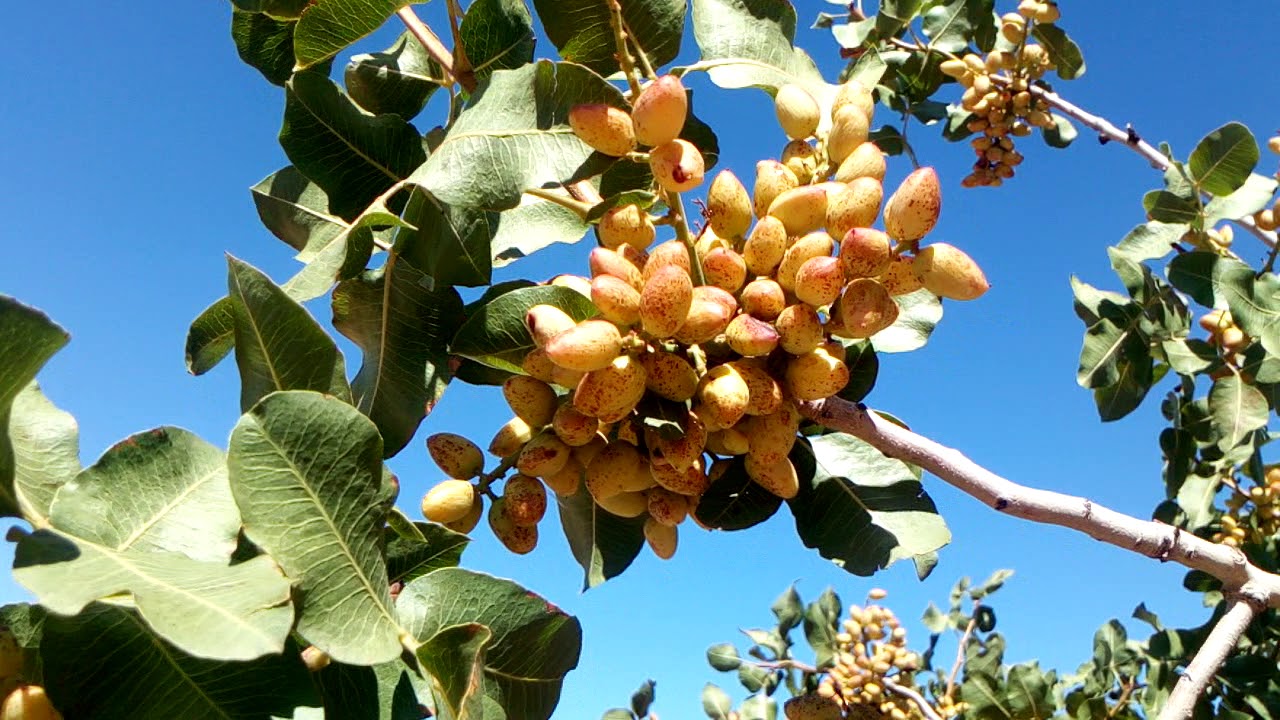 De la pistache a gogo.   Du savoir faire,de la patience,des sous,une bonne génétique.
