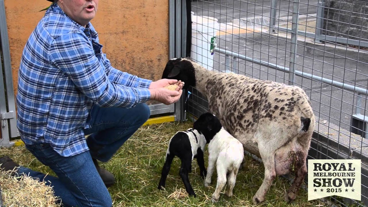 Twin Lambs born at the 2015 Royal Melbourne Show