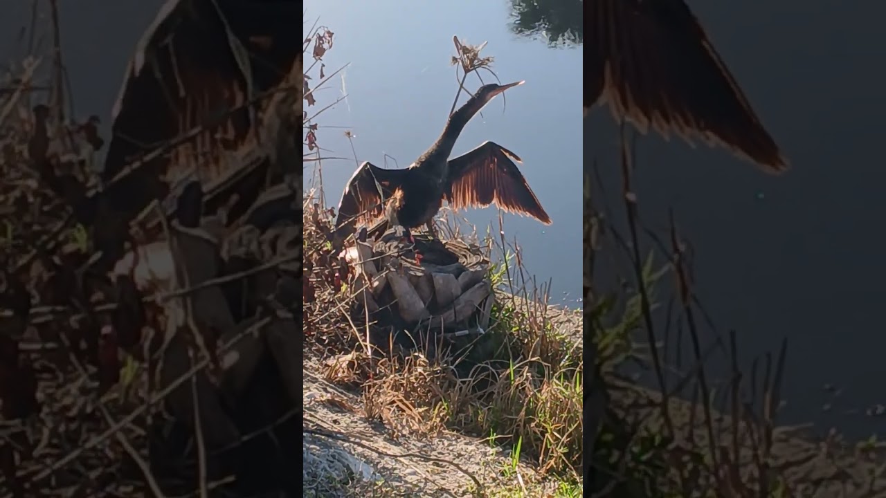 GRANDE Y LINDO ESTE PAJARO WOW🤩