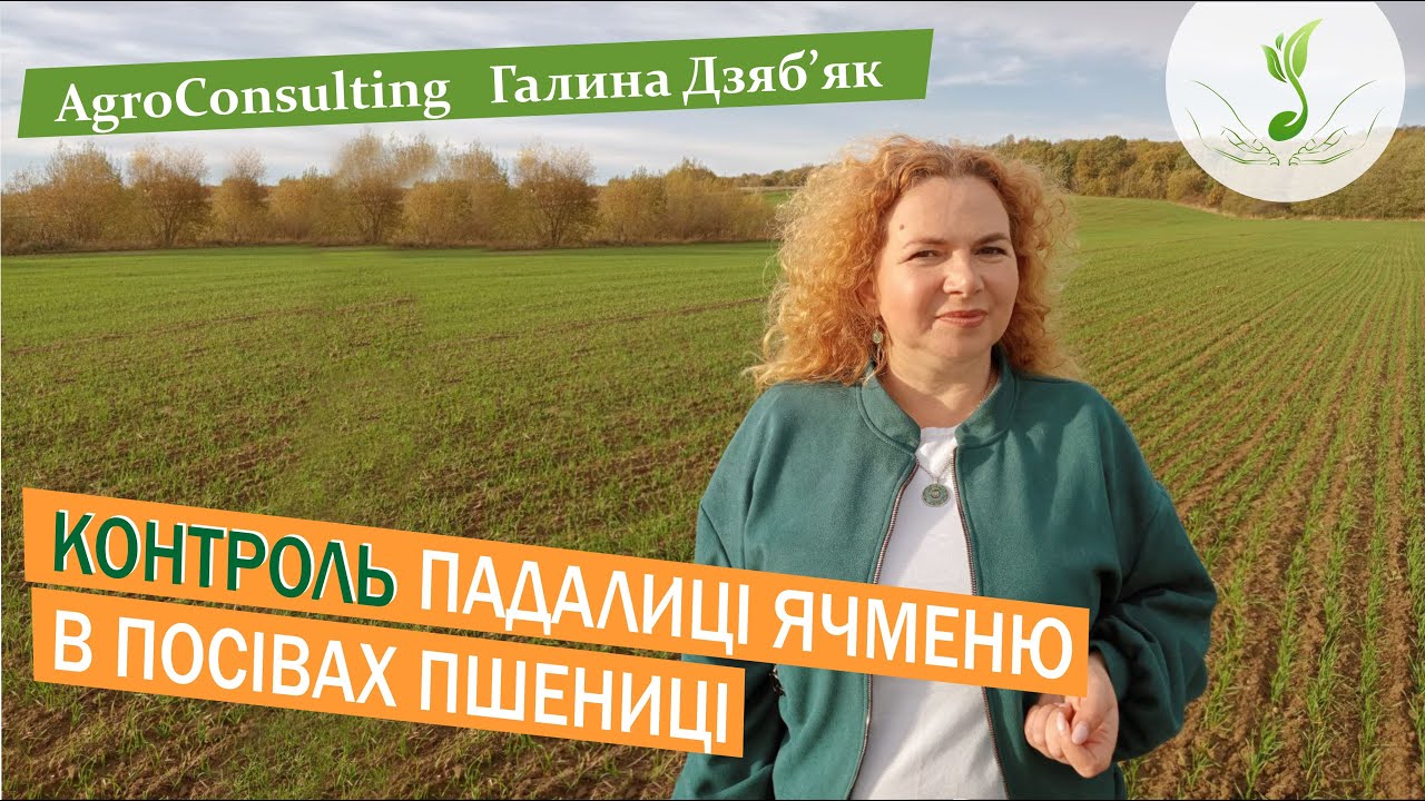 Сульфосульфурон: падалиця ячменю, злакові бур'яни, особливості застосування