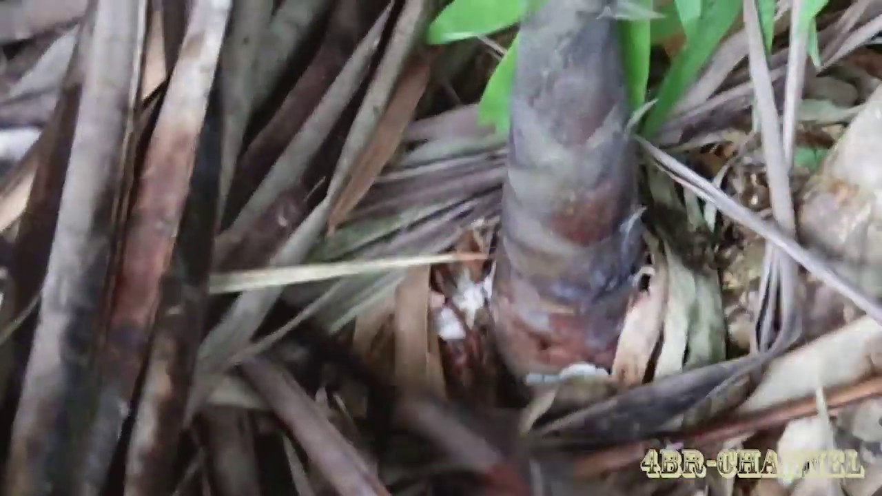 Hunting Rebung Bambu Hitam