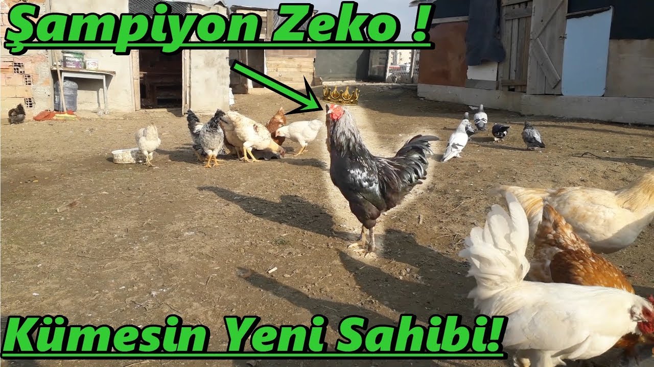 Kazanan Horoz Zeko-Kümesin Yeni Sahibi Zeko OLdu!#Tekirdağ