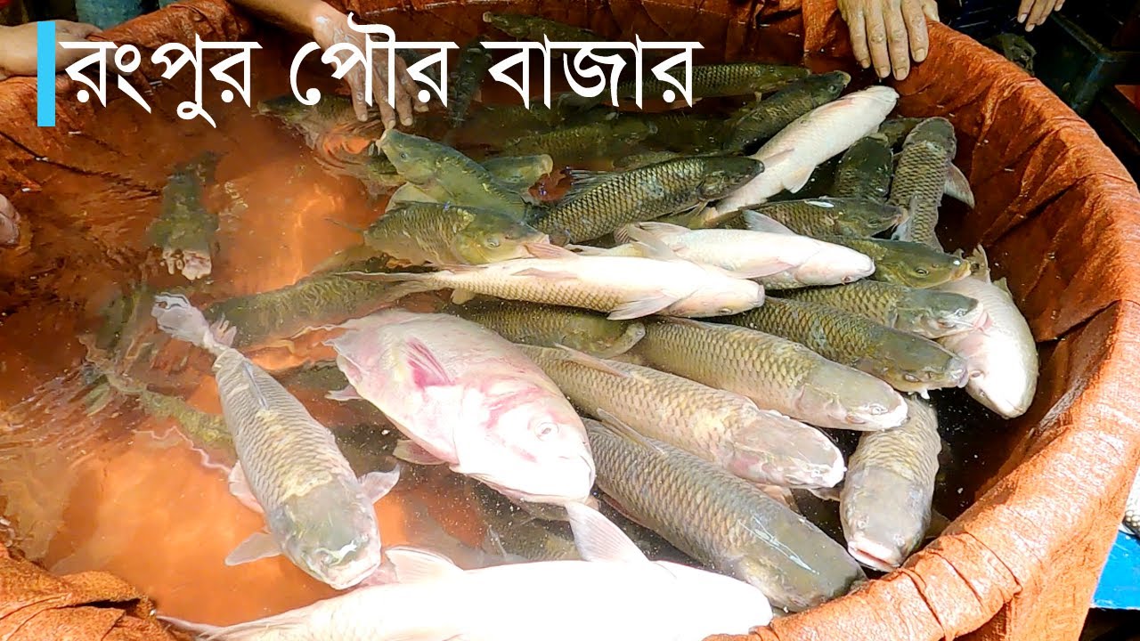 রংপুর পৌর বাজার | Rangpur City Bazar | Hat Bazar | City Hat | UCS Documentary