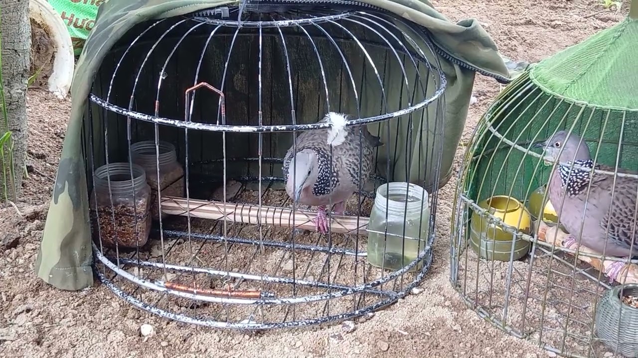 Tú cu phú yên 692 Mồi lỡ (cây&đất) rút bổi hay Gù trong đẳng cấp cho ae nào cầm chơi 0358498699