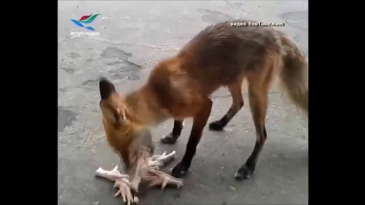 В весенне-летний период увеличиваются случаи выхода диких животных на территории населённых пунктов