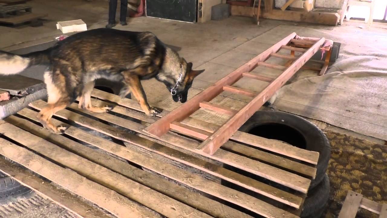 eggi searching inside