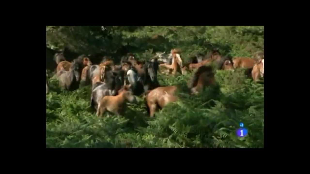 A Rapa das Bestas de Sabucedo en Comando Actualidad TVE