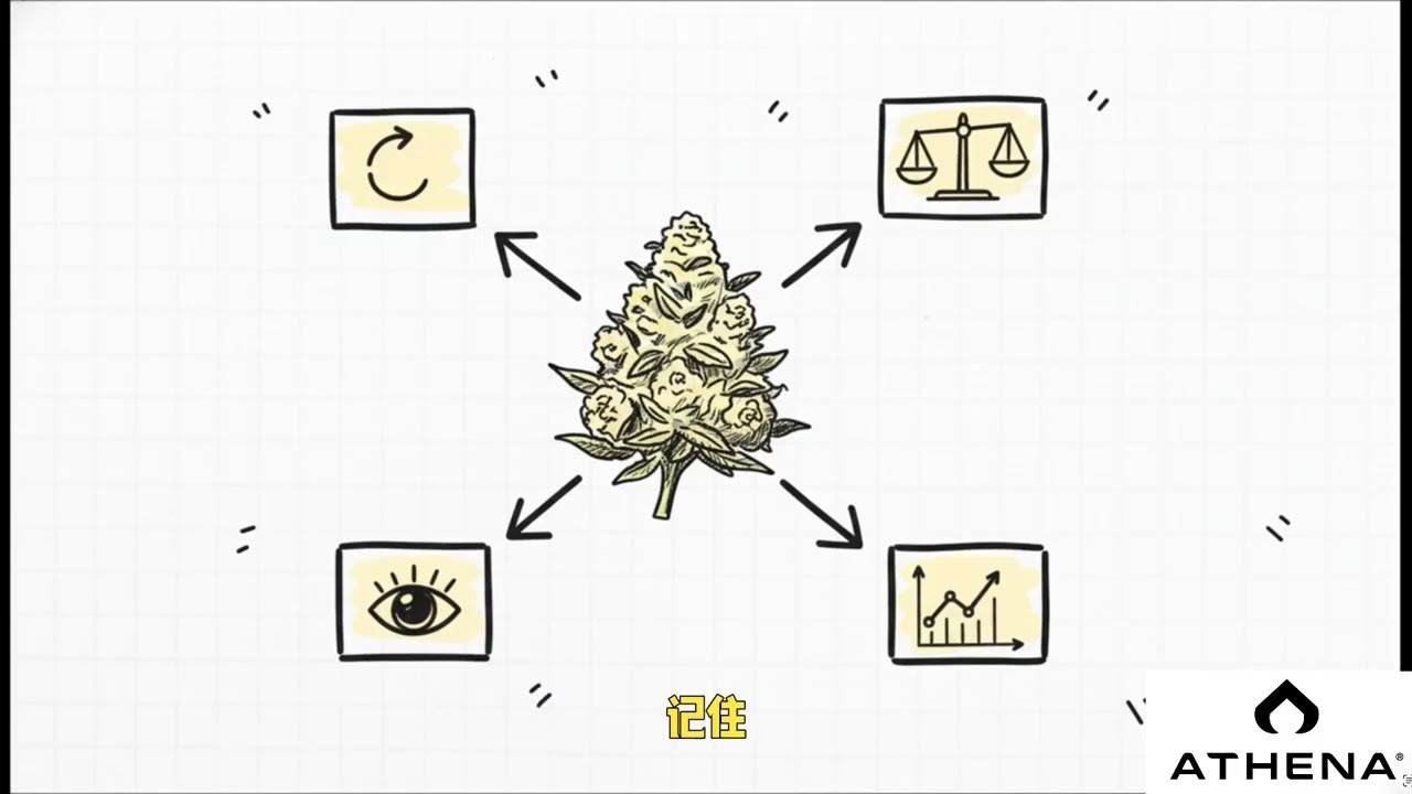 大麻种植：大麻花期第 21-41 天决胜局：如何让花朵疯狂&ldquo;堆叠&rdquo;增重？