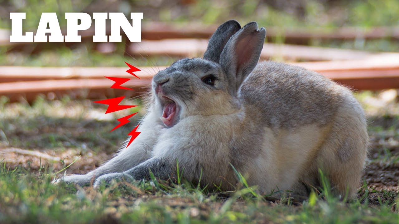 Le CRI du LAPIN, LAPIN qui GLAPIT