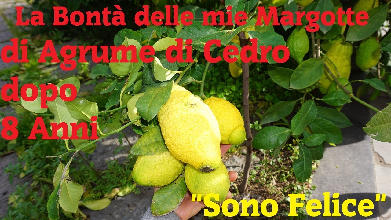 Margotta di Citrus medica dopo 8 Anni!