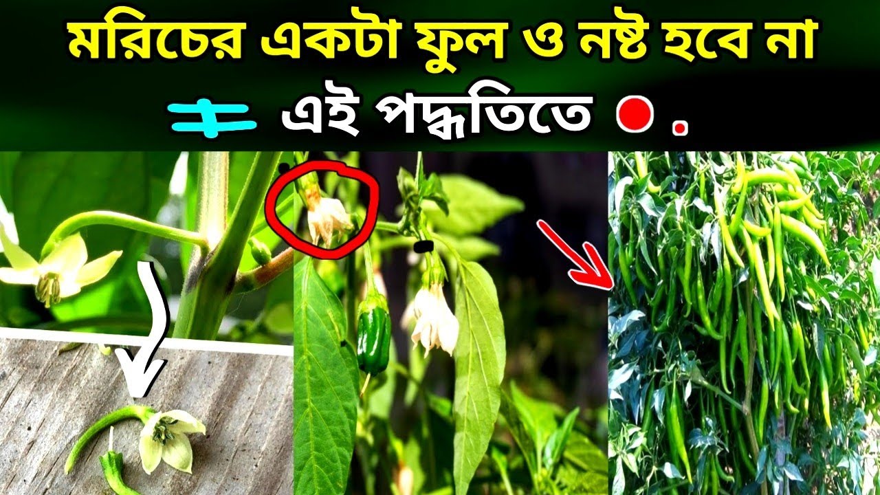 মরিচের ফুল ঝরে যাওয়া সমস্যার উপযুক্ত সমাধান। Chilli flowers fall causes and important Solution.
