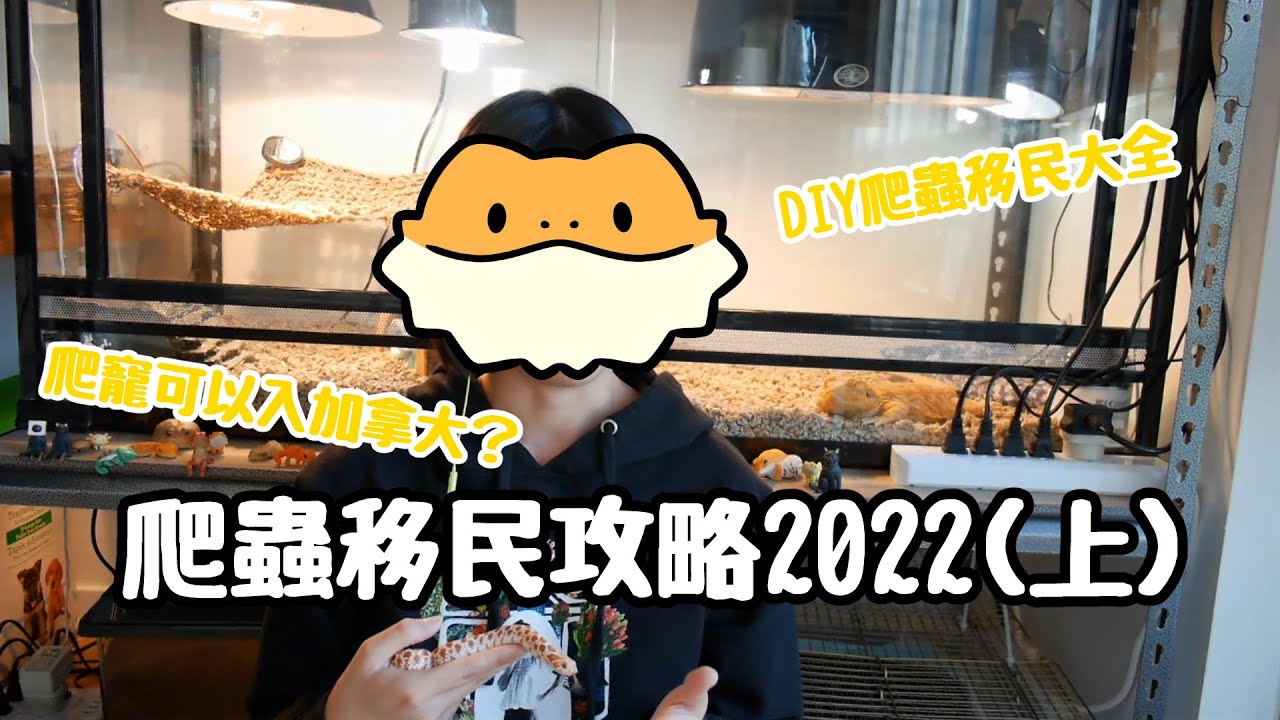 【爬蟲移民攻略2022🦎(上)】DIY爬蟲移民大全 |&nbsp;爬寵可以入境加拿大？ | 龜龜/ 瀕危物種之文件需求