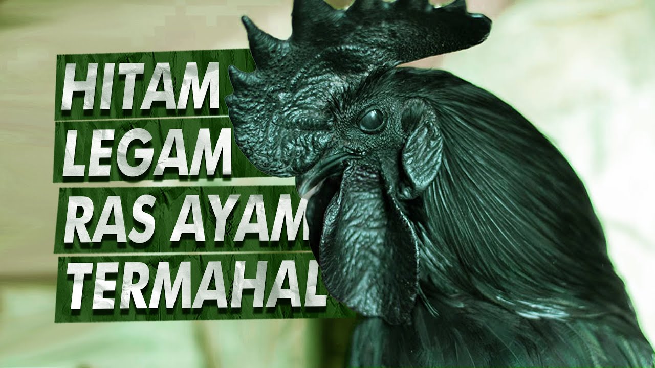 Kenapa Ayam Ini Begitu Hitam? | Ayam Cemani
