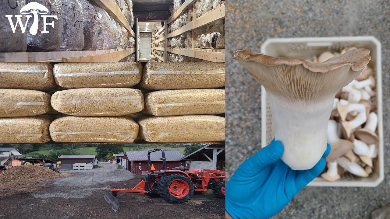 Why I Haven't Been Uploading On YouTube