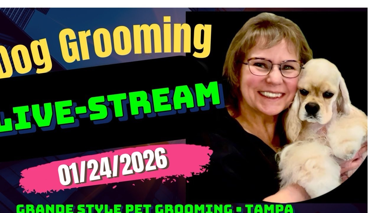 Dog Grooming Livestream. Dog haircuts, dog bathing, nail clipping. Dog Grooming Tampa. Pet Grooming.