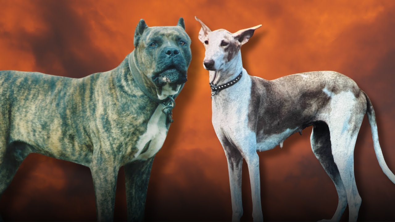 El Podenco Canario y la evolución del Presa Canario