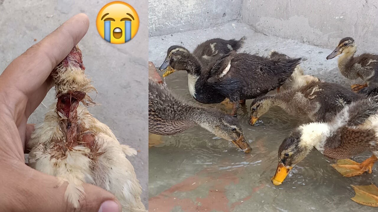 Duckling Na Chick Ka Sath Kya Kr Diya - Ducklings First Bath - Ducklings Na Khob Enjoy Kiya