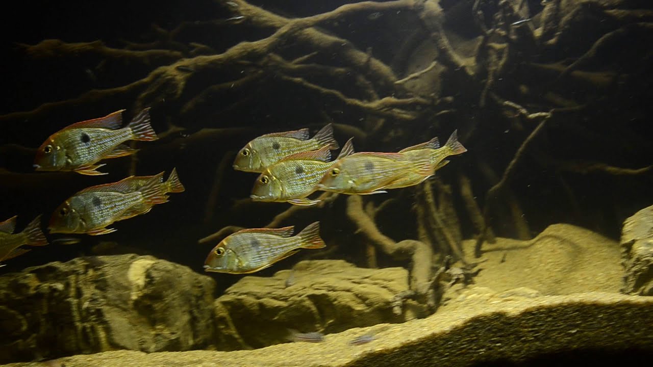 Geophagus Tapajos Red head  tank