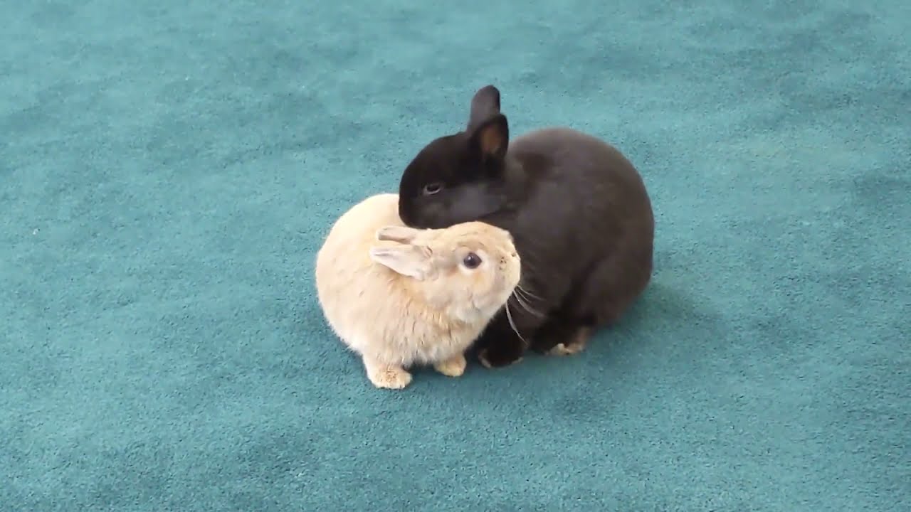 Bunny grooming her friend.