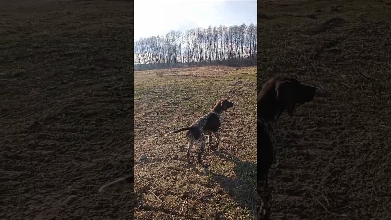 Wystawianie Wyżeł st&oacute;jka pointingdog