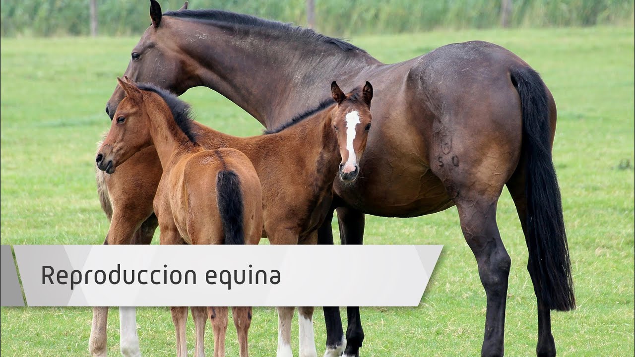 Reproducción Equina 🐎 Auxiliar Veterinario Ecuestre y Cuidador de Caballos