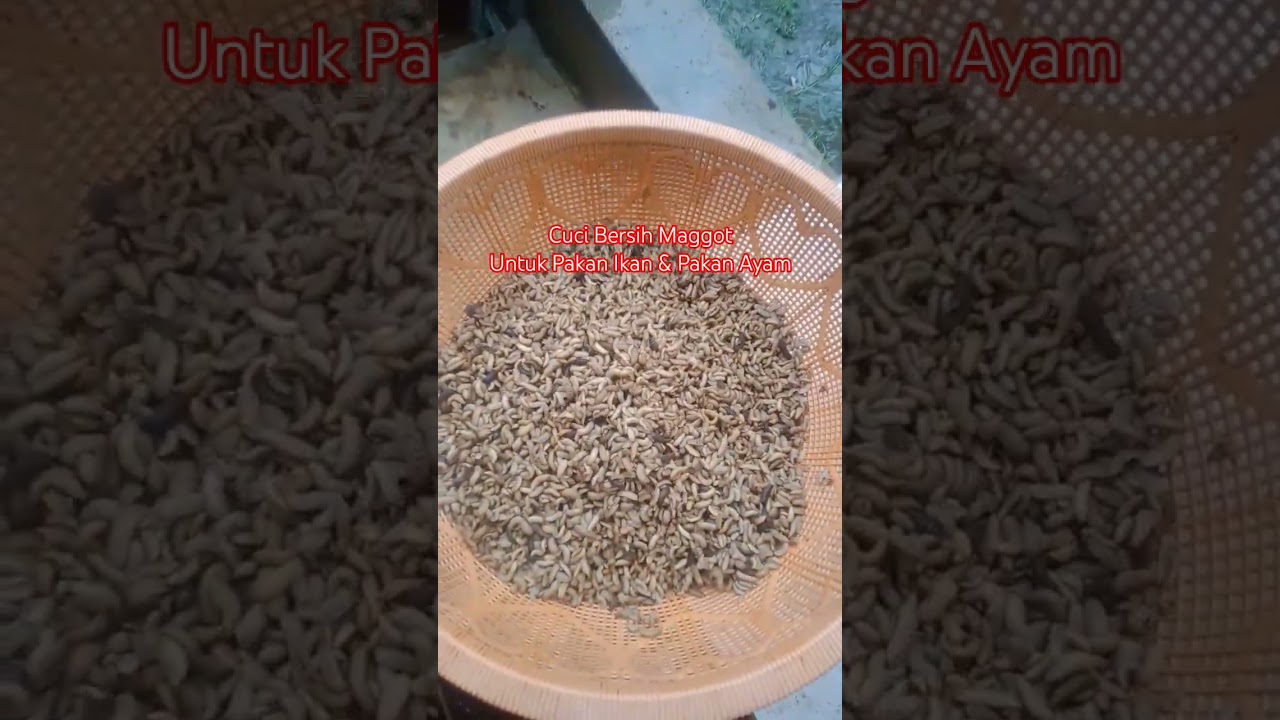 Cuci bersih maggot untuk pakan ikan dan pakan ayam #maggotpakanikan  #maggotpakanayam