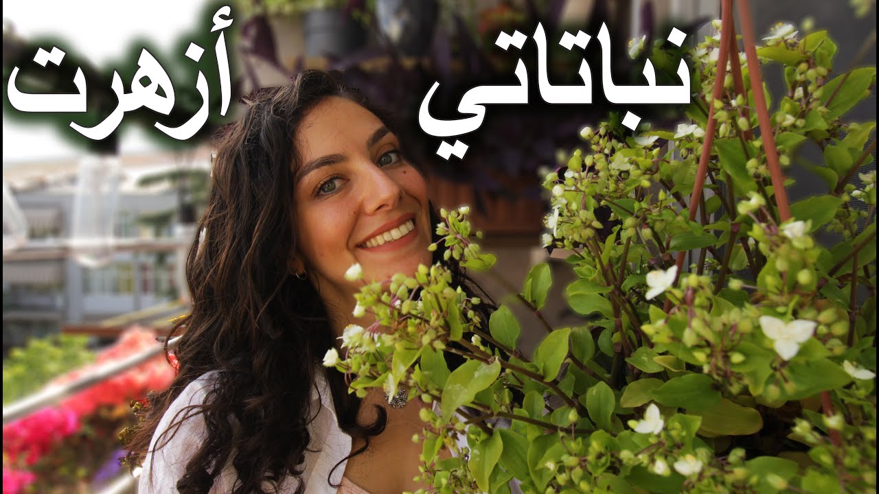 أخيراً أزهرت الياسمين + إجتني نبتة مميزة + بلشت مشروعي الخاص Plant's Updates