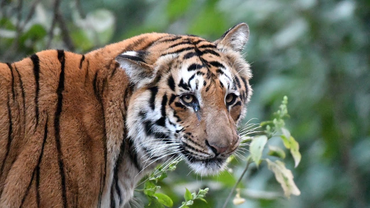 Pawalgarh Conservation Reserve