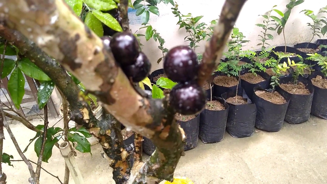 Como evitar que os pássaros comam suas jabuticabas mais colheita orgânica