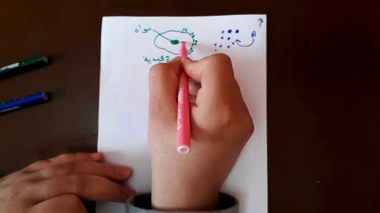 ملخص التنظيم الهرموني😁استعد لاختبار👌🏻في 20 د فقط🤩