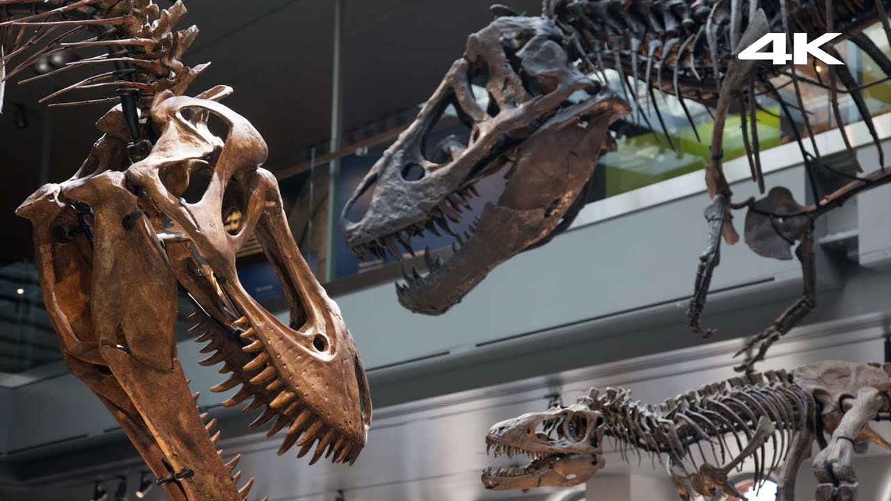 🇺🇸 Natural History Museum Walking Tour · 4K HDR