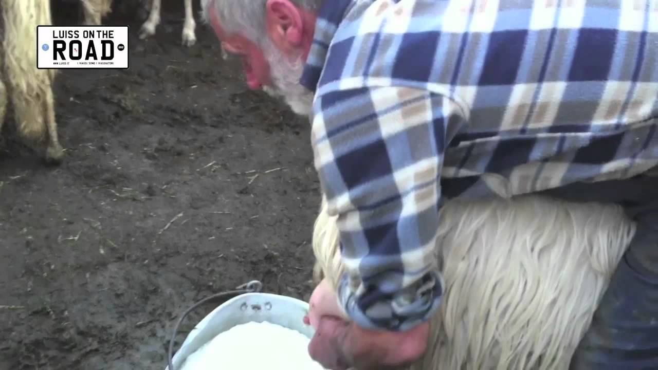 Emilio Concas - Visita all'ovile