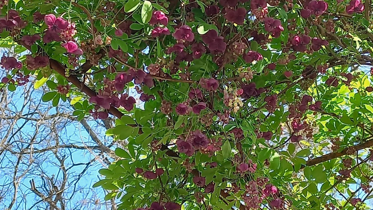 Лиана акебия, цветение. 7 апреля 2024 г.