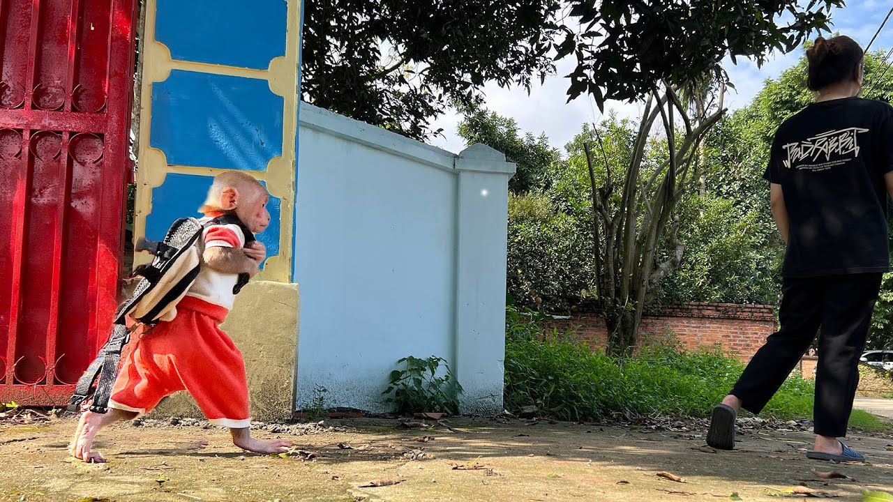 Bibi panicked and ran to find Mom the market to buy fruit