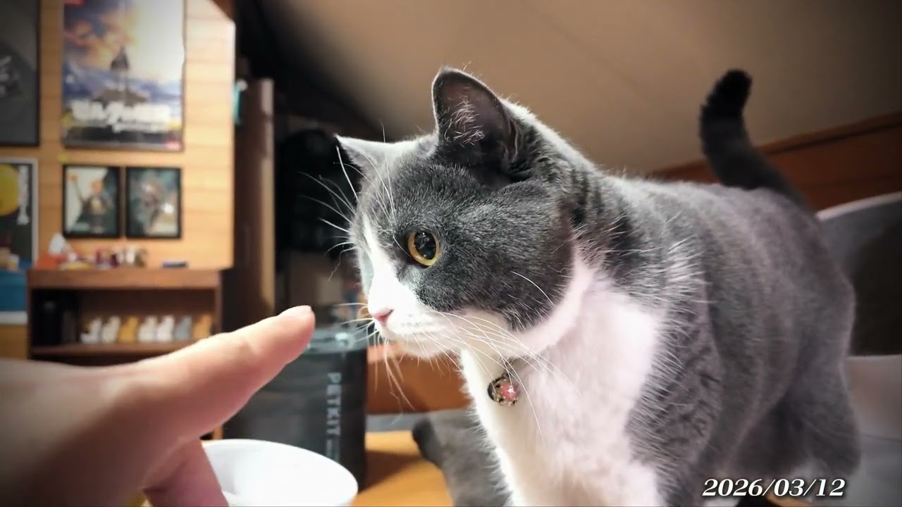 【ブイログ】Day.1943 謎の食べ物を警戒するテトラさん②【#ブリティッシュショートヘア #ハチワレ】