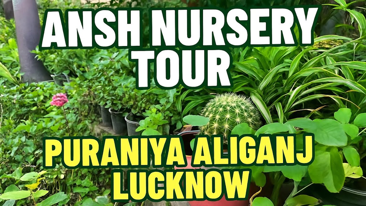 Ansh Nursery Puraniya Aliganj Lucknow 🌿 | Best Plant Nursery Visit & Rare Plants Collection!