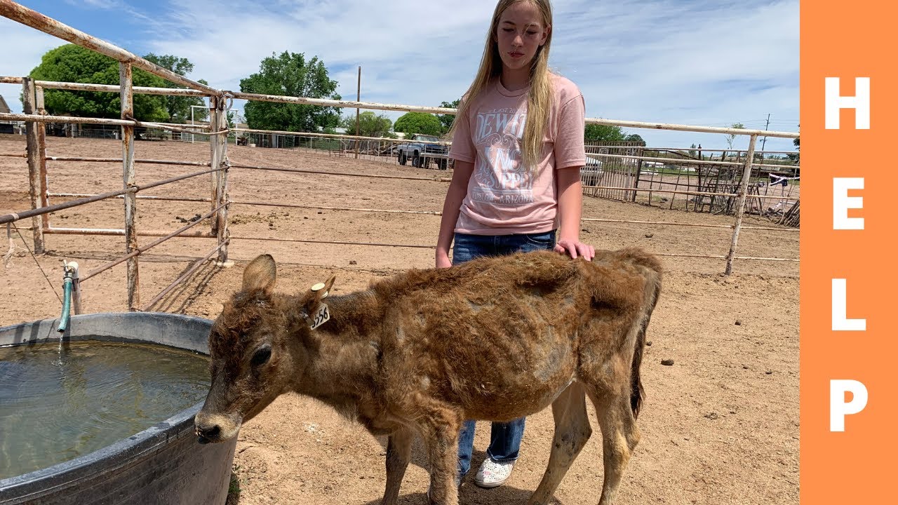 CALF HAS PROBLEMS | RESCUE ANIMAL | HELP